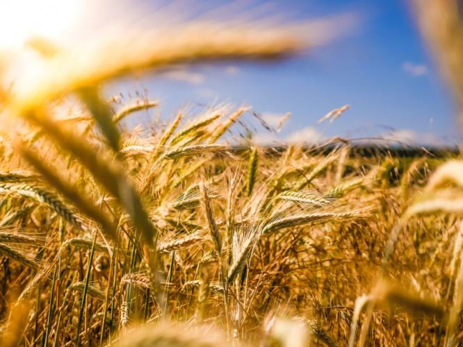 Cum investesti in agricultura pe bursa romaneasca